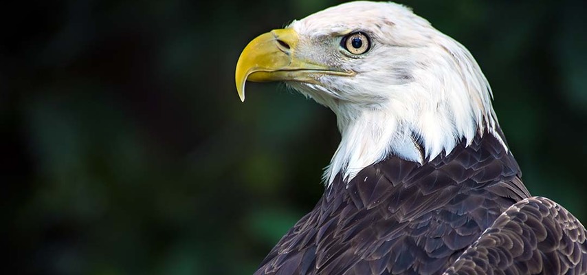 BALD_EAGLE_2904