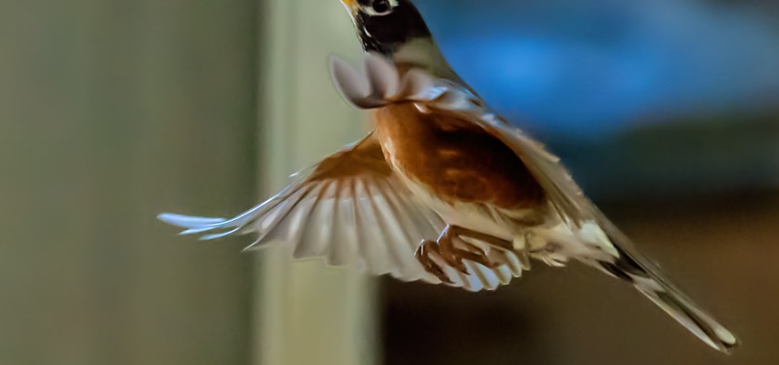 Birds