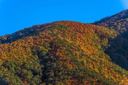 CADES_COVE_9726