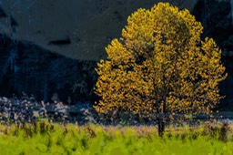 CADES_COVE_9742