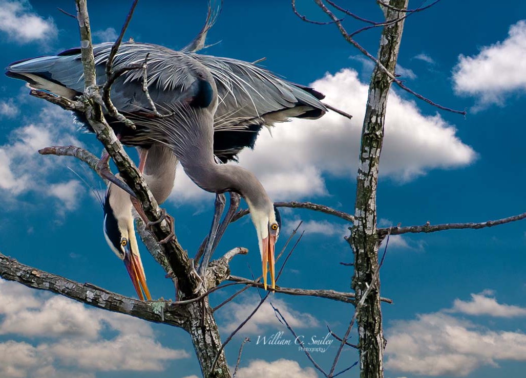 CLOUDS__HERON_0538v