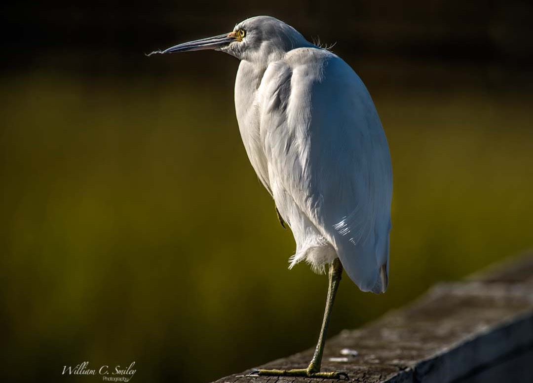 EGRET_0025