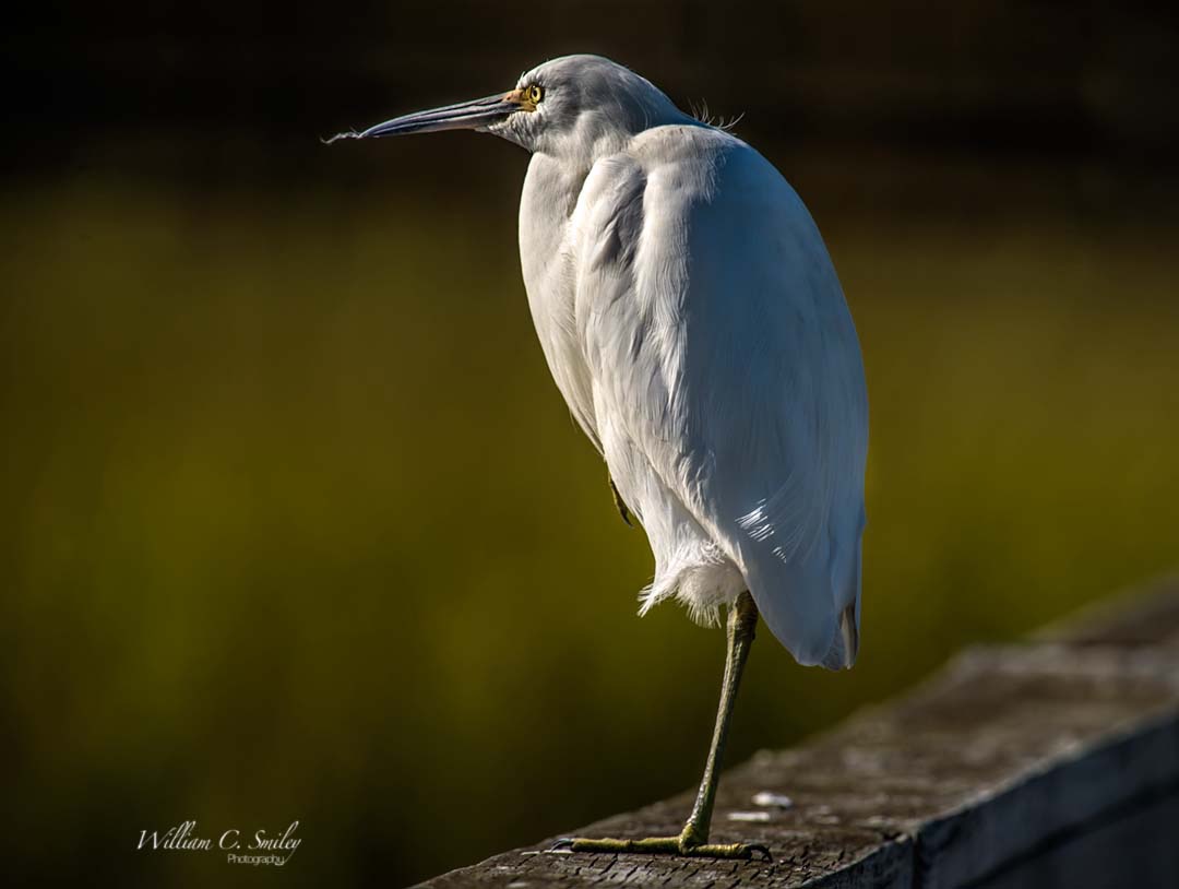 EGRET_0025
