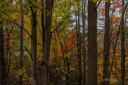 GREAT_SMOKEY_MOUNTAINS_9918