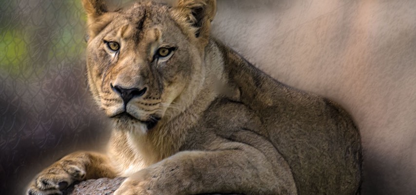Wildlife