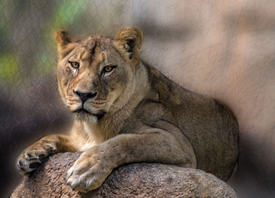 NC ZOO 3