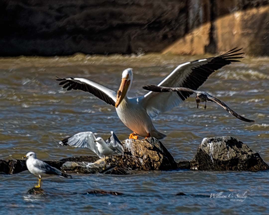 BIRDS