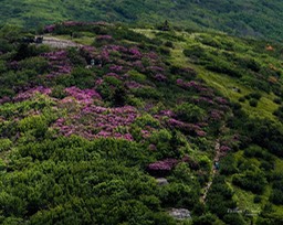 ROAN_1315c