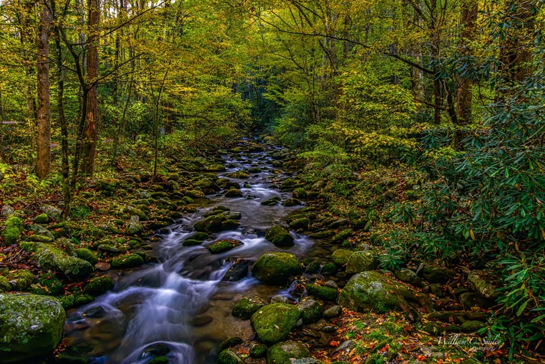 SMOKEY_MT_5989