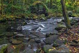 SMOKEY_MT_5999