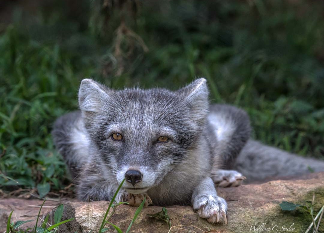 NC ZOO 4